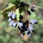 Fresh black Barberry 800gr زرشک سیاه