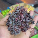 Fresh black Barberry 800gr زرشک سیاه - Image 2