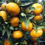 Iranian Mandarin 1kg نارنگی شمال ایران