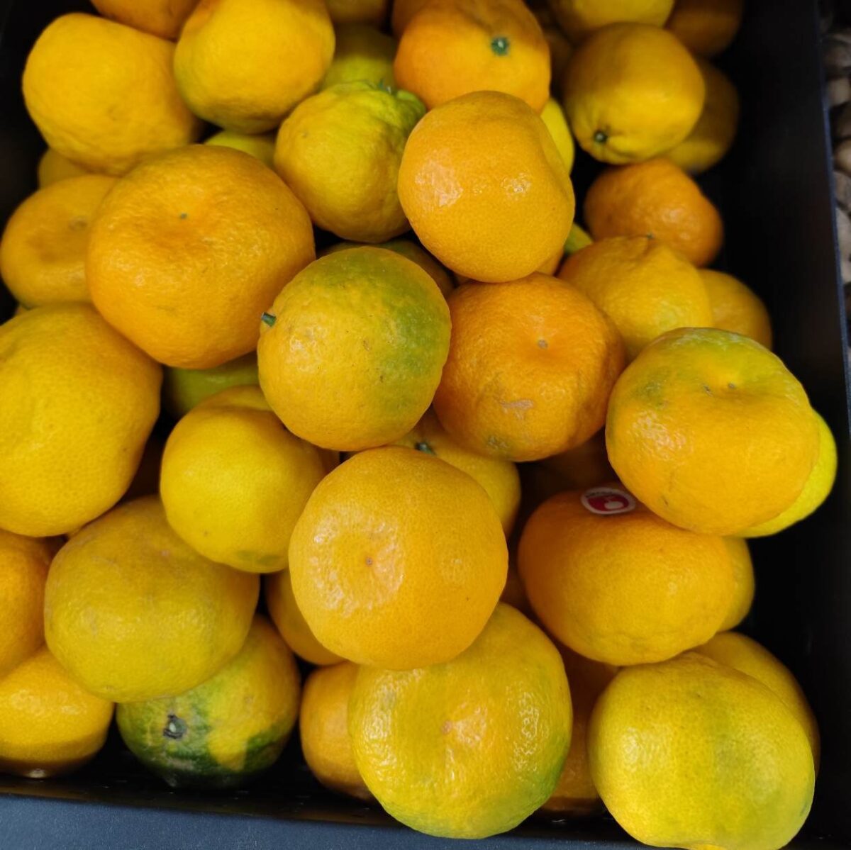 Iranian Mandarin 1kg نارنگی شمال ایران - Image 2
