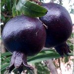 Iranian Black Pomegranate 1kg انار سیاه ایران