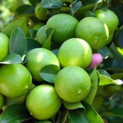 Thomson Orange 1kg پرتقال تامسون شمال