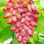 Red Long Seedless Grapes 1kgانگور بی هسته تاجیکستان