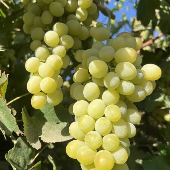 2025/11/1000265240.jpg Yellow Grapes 1kg انگور زرد با هسته تاجیکستان - Image 1