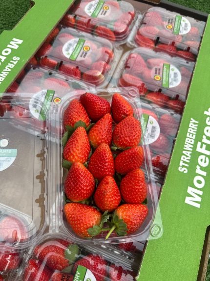 Egypt Strawberry Box (10 pockets) توت فرنگی مصری باکس