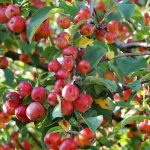 Crab Apple 1 pocket سیب جنگلی ریز