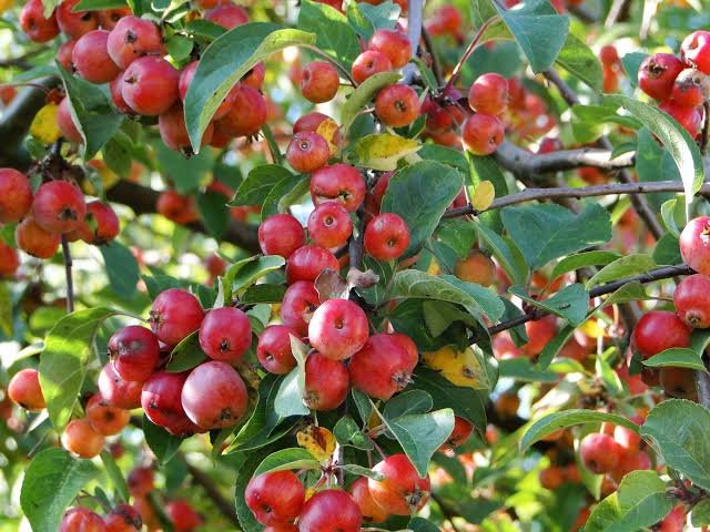 2025/11/1000266208.jpg Crab Apple 1 pocket سیب جنگلی ریز - Image 1
