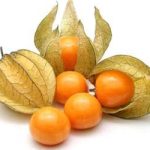 Physalis 1pocket فیسالس