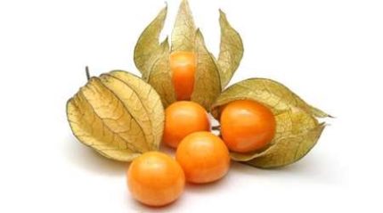 Physalis 1pocket فیسالس