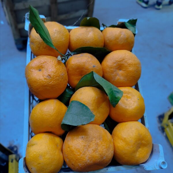 Mandarin Shomal 1Tray نارنگی شمال سبدی