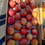 Iranian Red appleسیب قرمز ایران - box 8kg