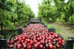 New Zealand Red Cherry (3King cherries)گیلاس نیوزلند - Image 2