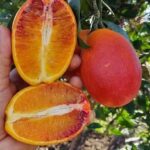 Red Orange 1kg  پرتقال تو سرخ بادامی