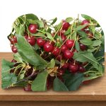 Traditional Sour Cherry آلبالو ی ایران - Box 4.5 kg