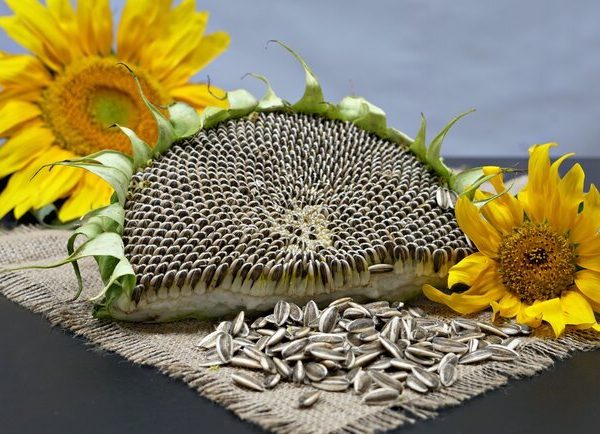 Fresh sunflower head 1pc آفتابگردون تازه